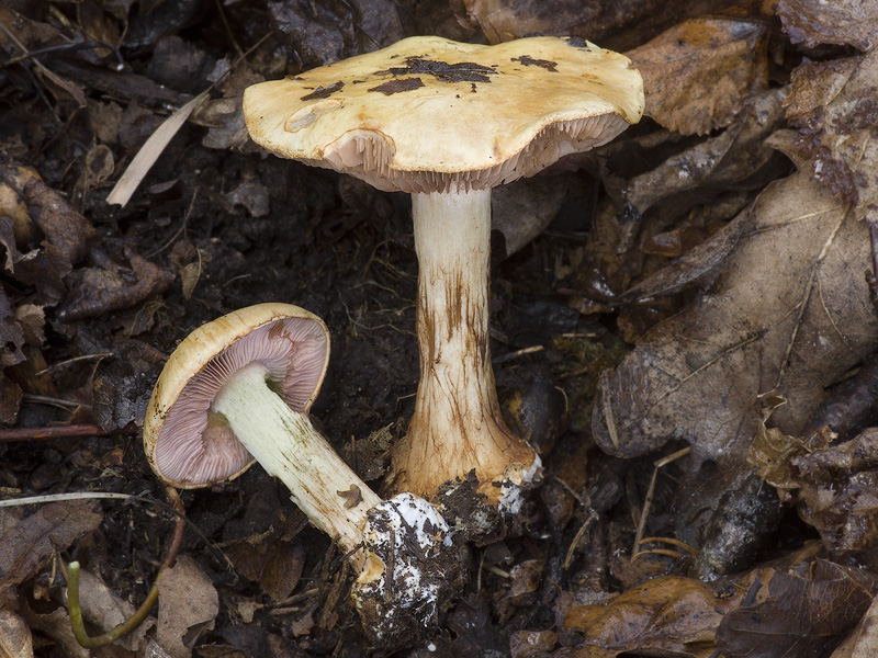 Cortinarius catharinae